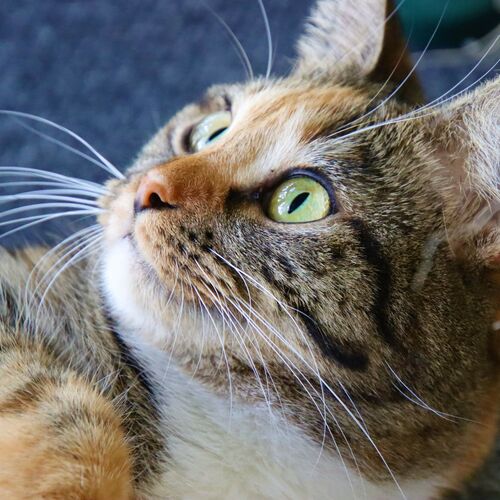 Photo #6154495