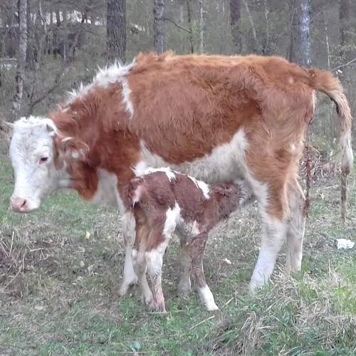 Photo #6154660