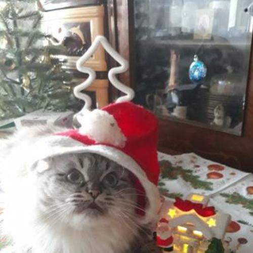 Photo #6155218