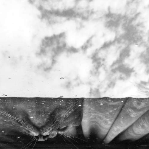 Photo #6155498