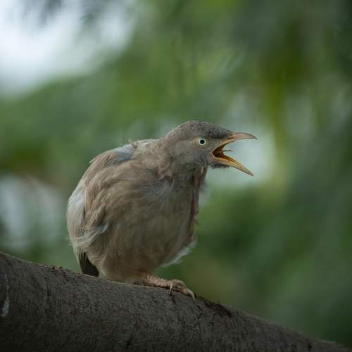 The jungle babbler