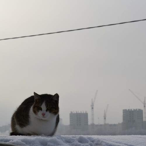 Photo #6155840