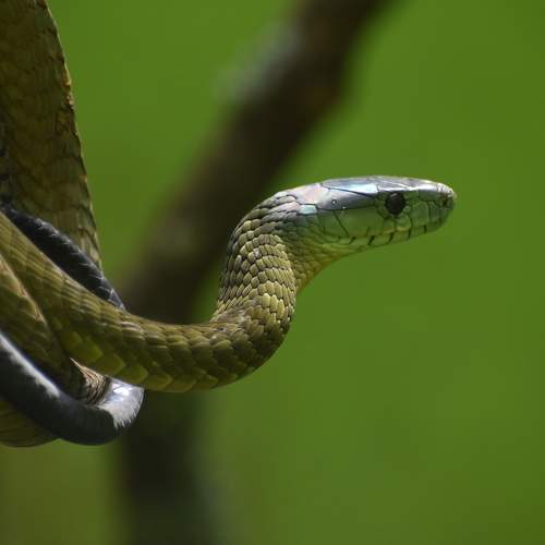 Jameson's Mamba