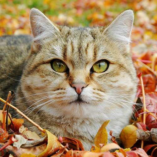 Photo #6159781