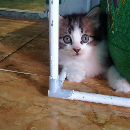 Photo #6161893