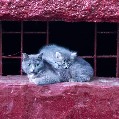 Photo #6162591