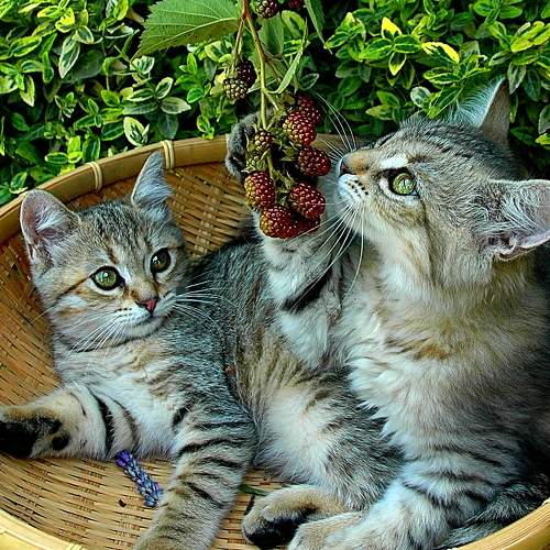 Photo #6162626