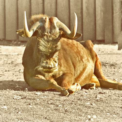 Siesta. Please do not disturb!