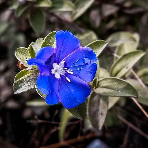 Royale Blu