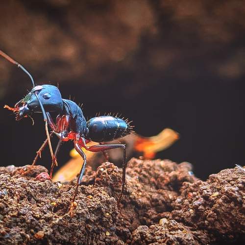 Ant
