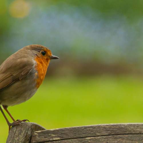 Robin on Garden Chair