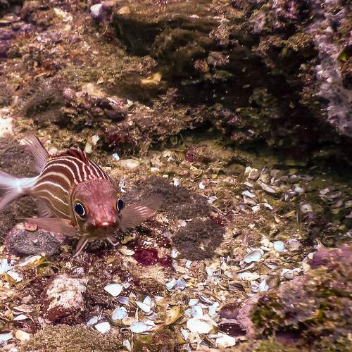 Longspine squirrelfish