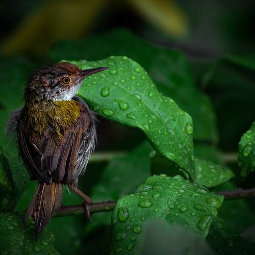 Tailor bird