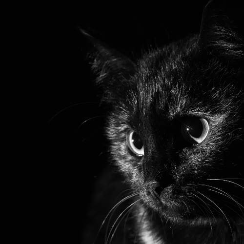 Темная кошка