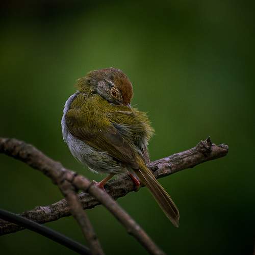 Photo #6172245