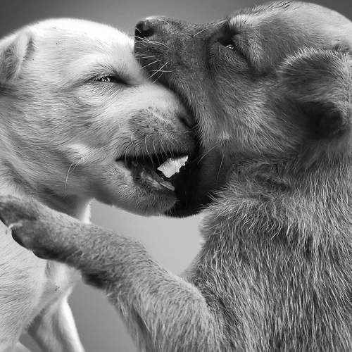 Pets