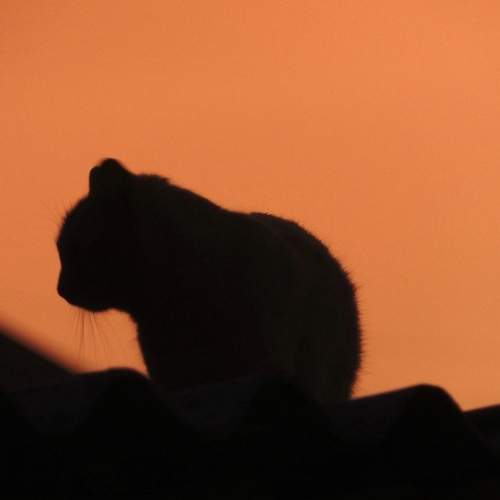 Photo #6172787