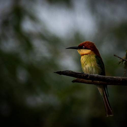 Bee eater