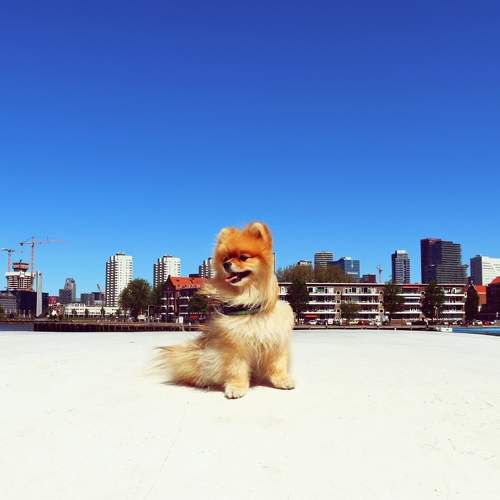 Photo #6176271