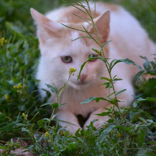 The beautiful cat