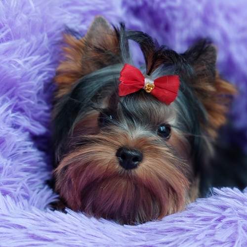 Photo #6177729