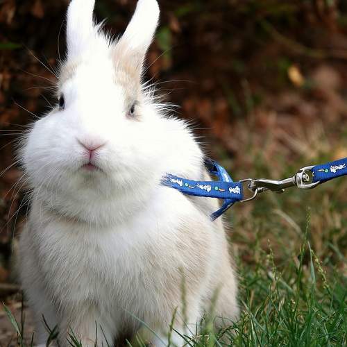 Photo #6178211