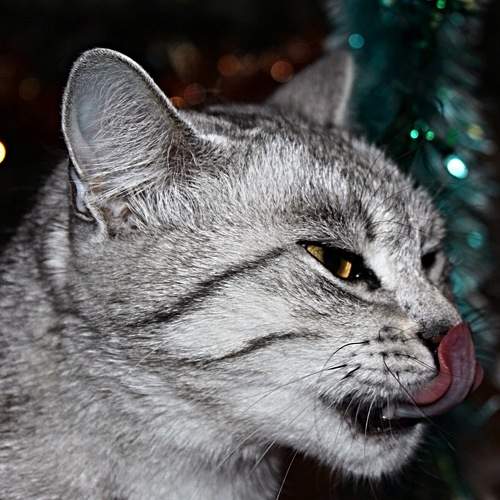 Photo #6178299