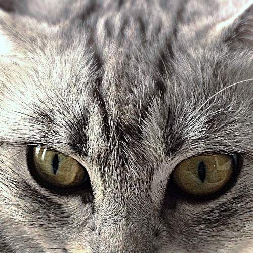 Photo #6178300