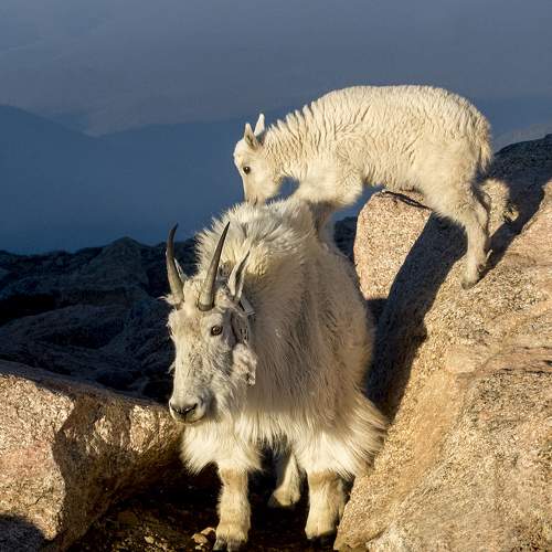 Mom and baby mountain goat