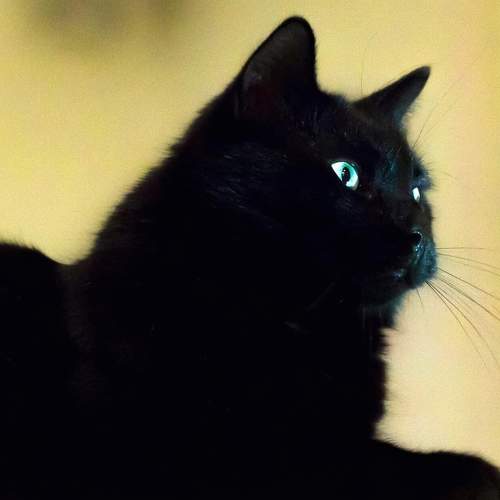 Photo #6178835