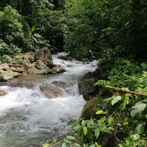 River Of Borneo