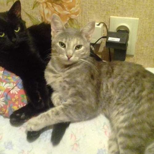Photo #6179184
