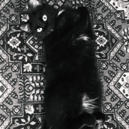 Photo #6179322