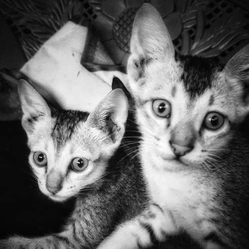 Photo #6179642