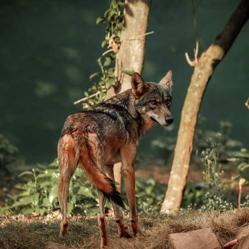 Wolf