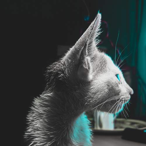 Photo #6183043