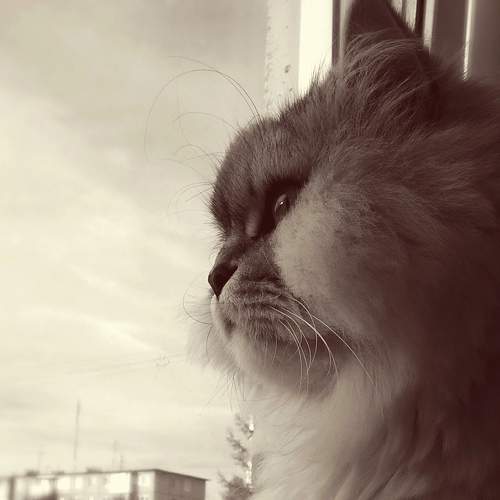 Photo #6183093
