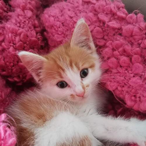 Photo #6183094
