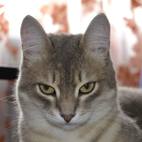 Photo #6183095