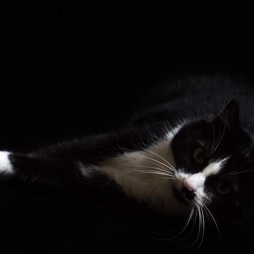 Photo #6183844