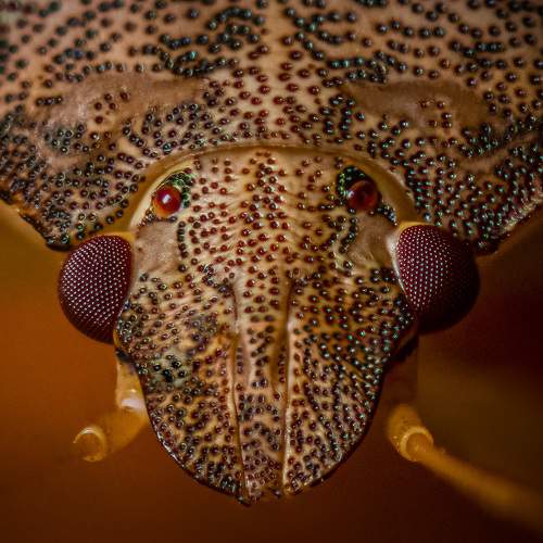 Face to face with a stink bug.
