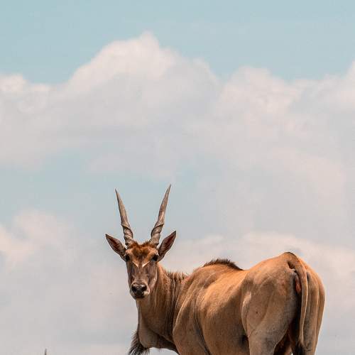 THE HORNED AND THE HORNLESS