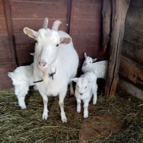 Photo #6184029