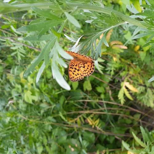 Photo #6184110