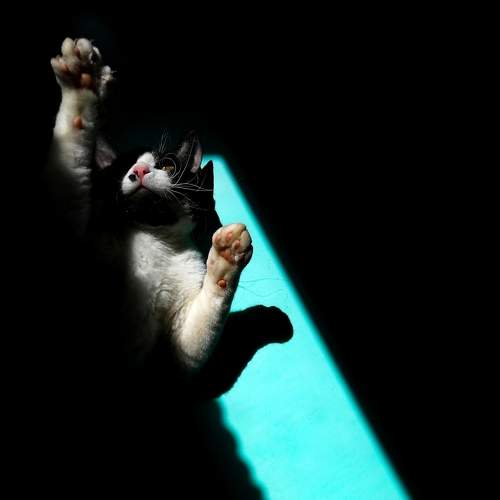 Photo #6184547