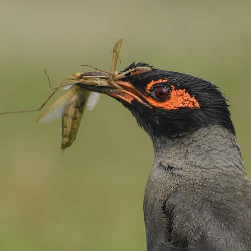 Bank Myna