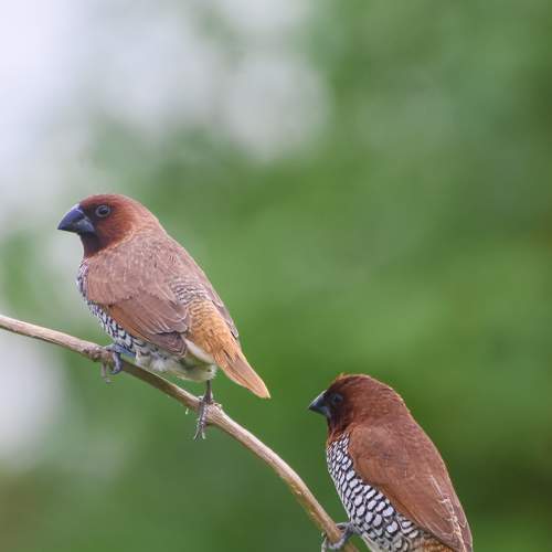 Scaly-breasted munia