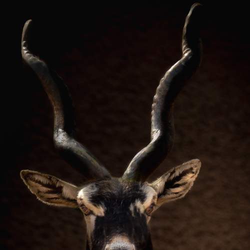 Photo #6185089