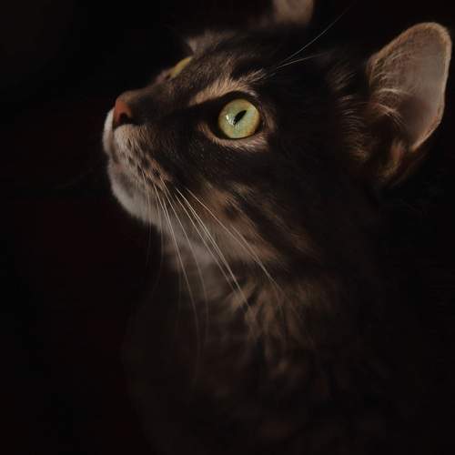 Photo #6186859