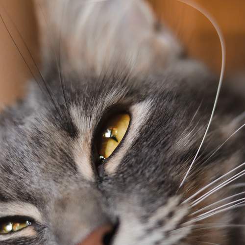 Photo #6186890
